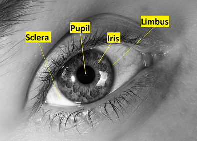 labeled detail of the eye